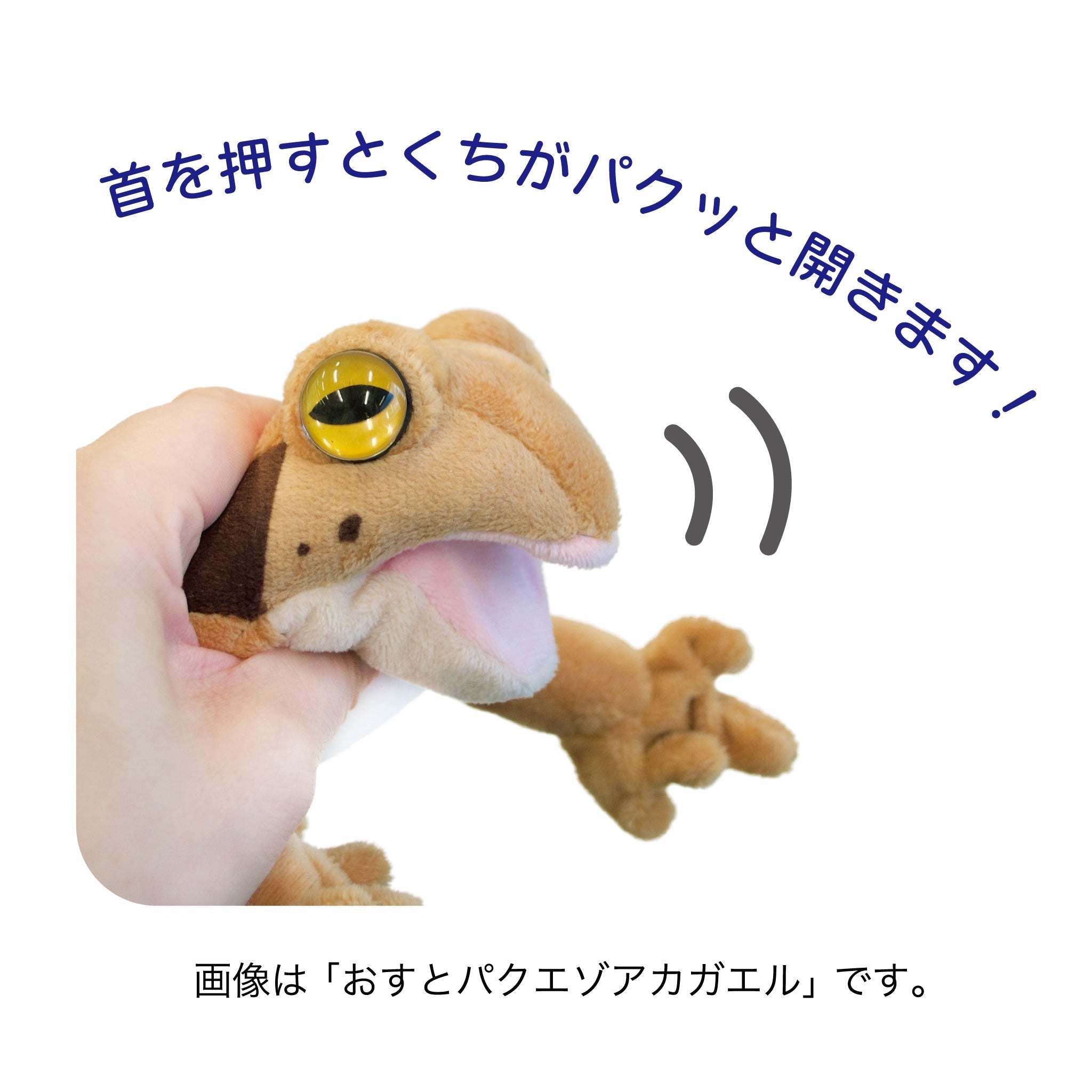 おすとパクアイゾメヤドクガエル