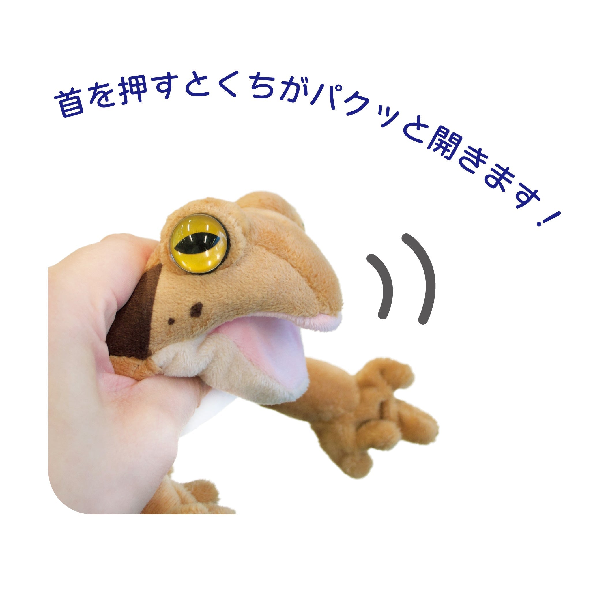 おすとパクエゾアカガエル
